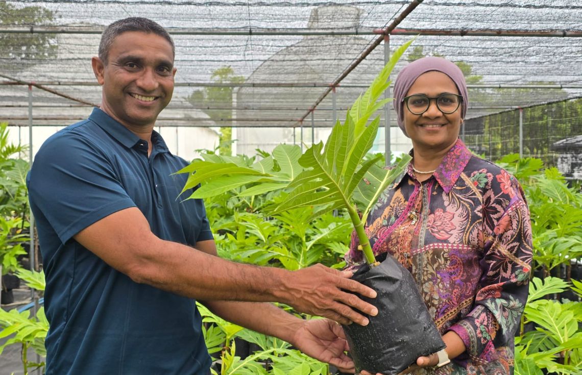 ހަނިމާދޫގައި ބަނބުކެޔޮ ގަސް އިންދަން ފަށައިފި