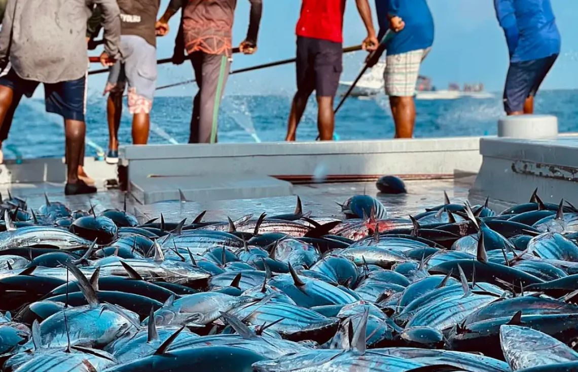 މަސް ފިނިކުރާ ލޯނަށް 69 ފަރާތަކުން ހުށަހަޅައިފި