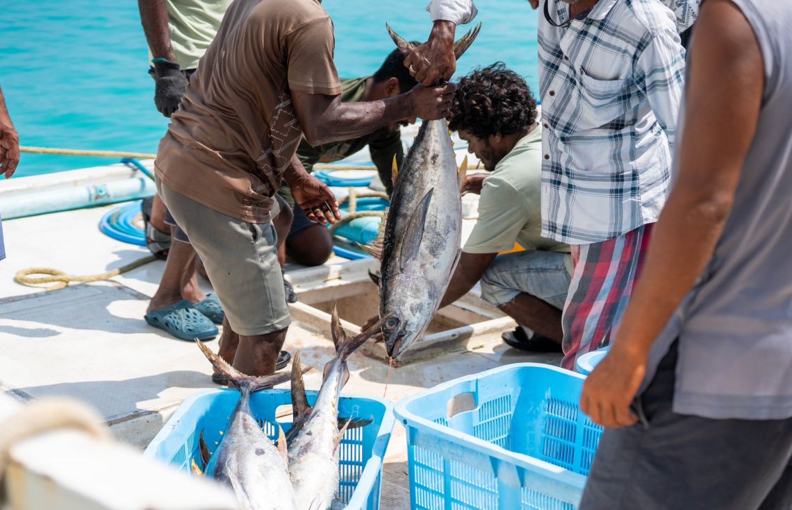 މަސްދޯނިތަކަށް ރޭޓުގައި ތެޔޮ ލިބޭނެ ގޮތް ހަމަޖައްސައިފި
