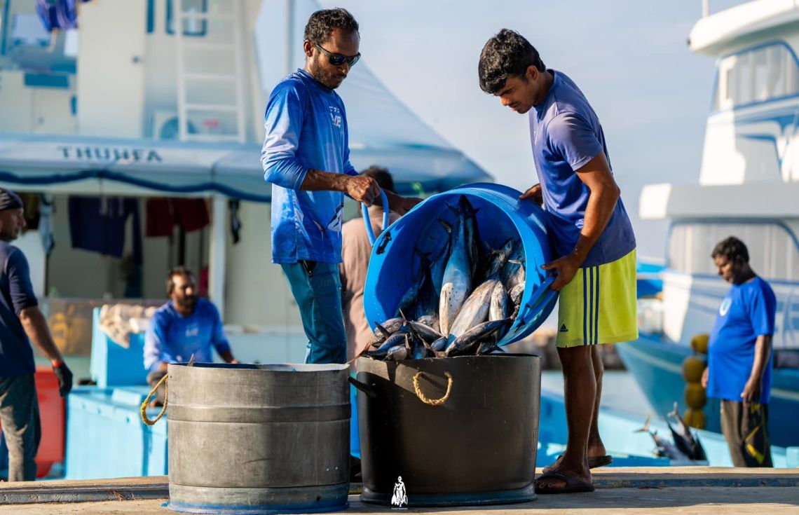 މިއަދު މިފްކޯގެ ހުރިހާ ސެންޓަރުތަކުން، ބޯޓުފަހަރުން މަސް ގަންނަ އަގަކީ 18.50ރ.