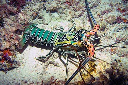 އިހީގެ މަސްވެރިކަން ތަރައްޤީކުރުމަށް އައު ޕްލޭނެއް