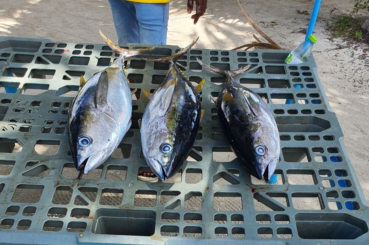 ޕެކިންގ ފެސިލިޓީގެ މަސައްކަތް އަވަހަށް ނިންމޭތޯ ބަލަނީ