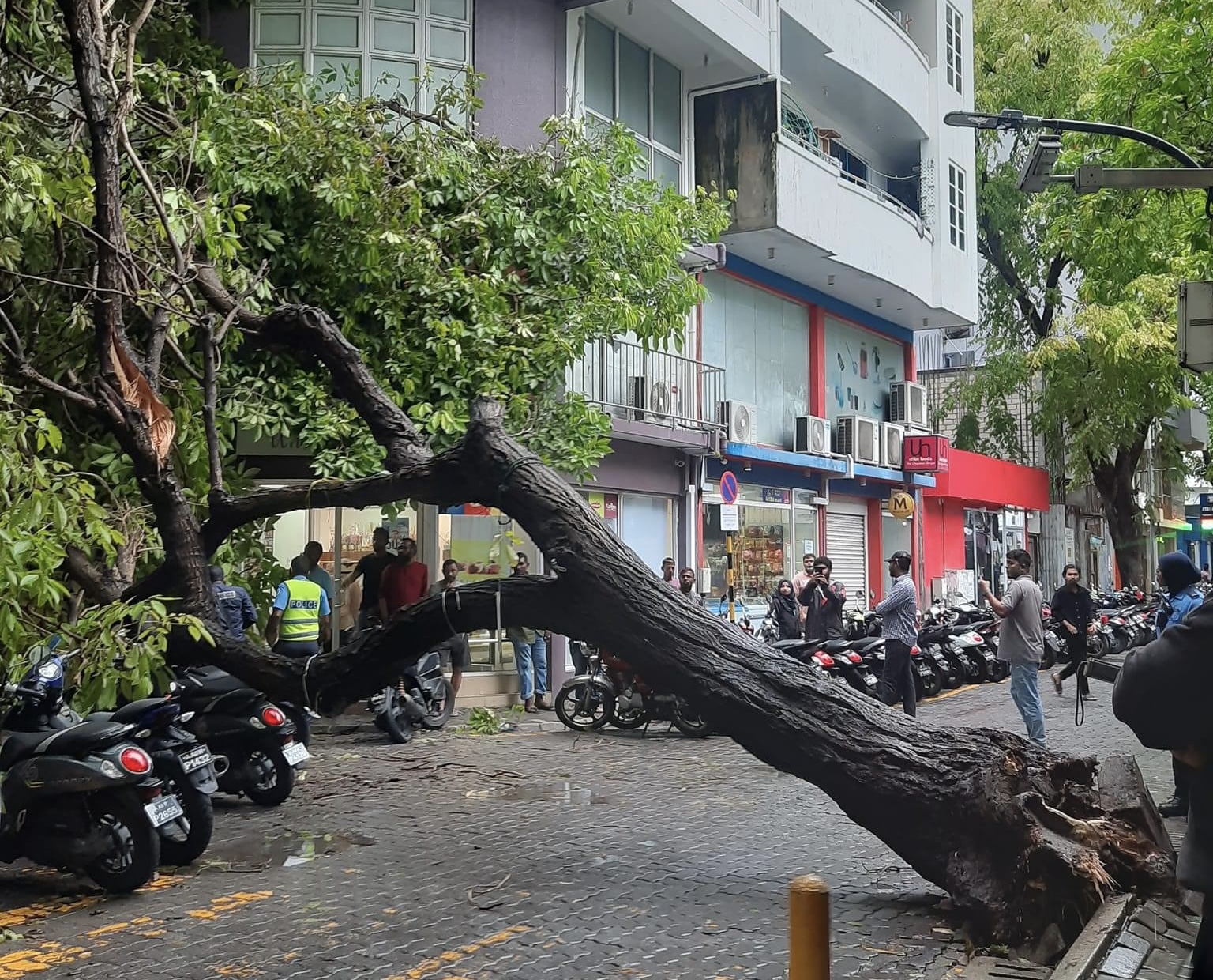 މާލޭގައި ގަހެއް ވެއްޓި ސައިކަލްތަކަށް ސައިކަލްތަކަށް ގެއްލުންވެއްޖެ