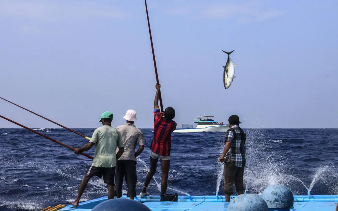 މަސްވެރިންގެ ދުވަހަށް ތިން އެވޯޑެއް ދިނުމަށް ހަމަޖައްސައިފި